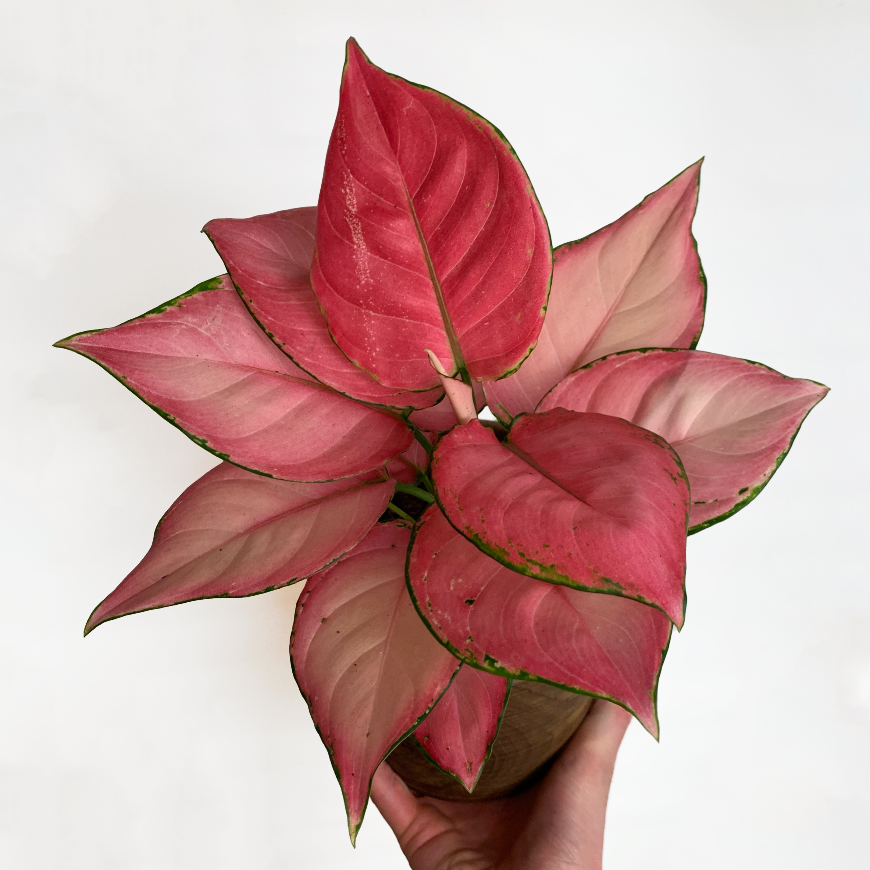 Aglaonema Pink Star mit vielen rosanen Blättern