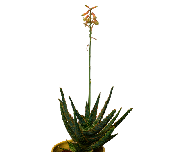 Aloe Zebrina