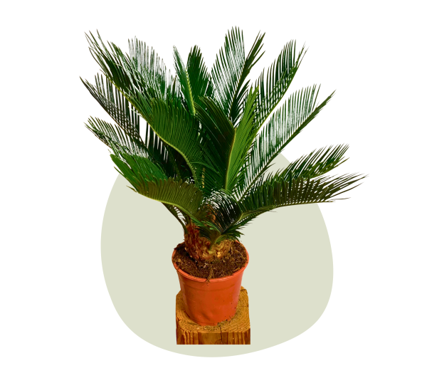 Palmenpflanze Cycus Revoluta