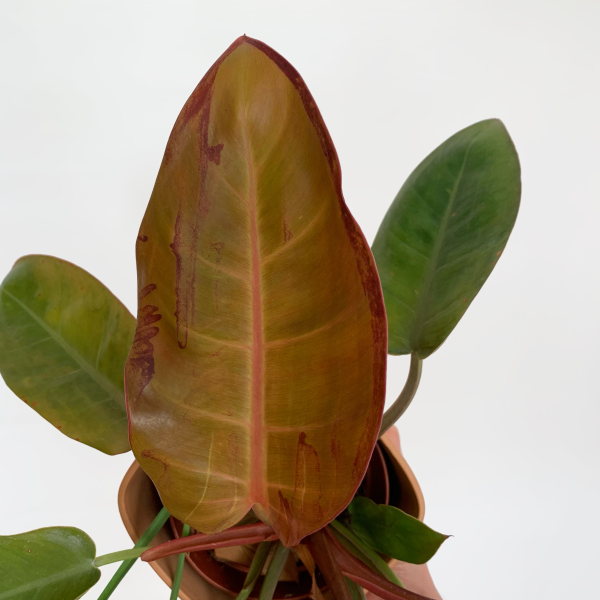 Philodendron Prince of Orange
