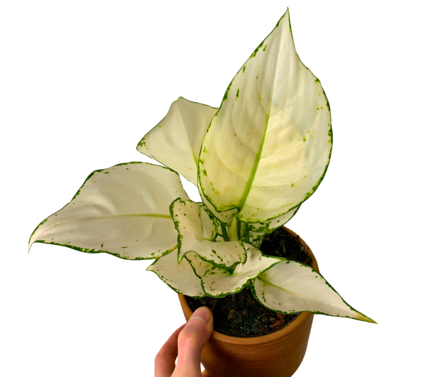 Aglaonema White Joy