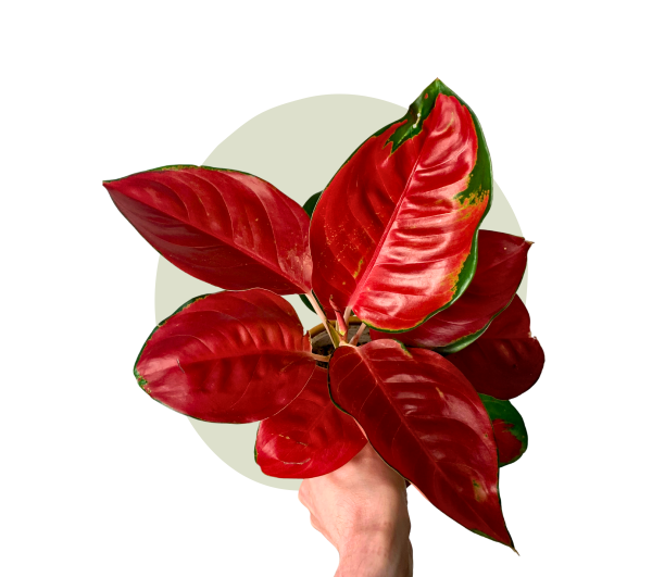 Aglaonema Red Star