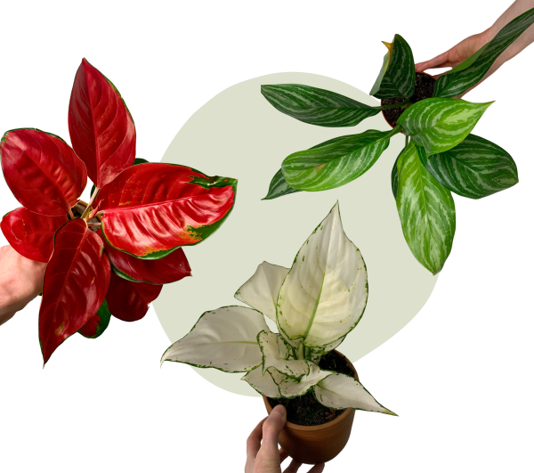 Aglaonema kaufen