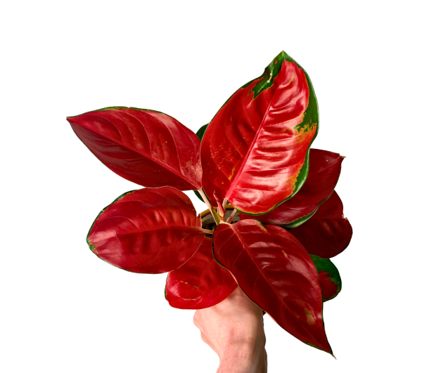 Aglaonema Red Star