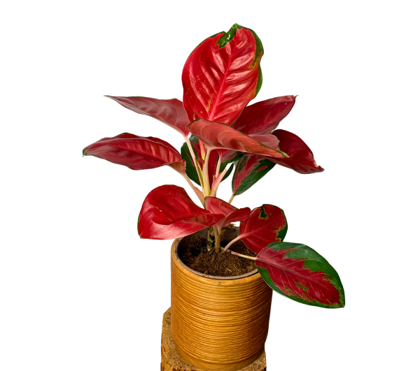 Aglaonema Red Star