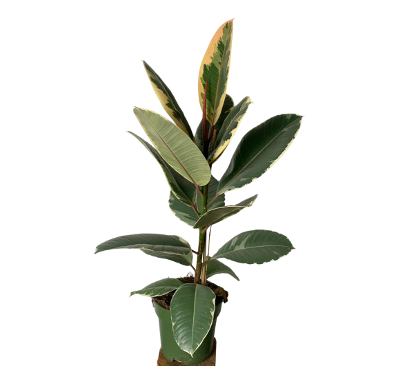Ficus Tineke