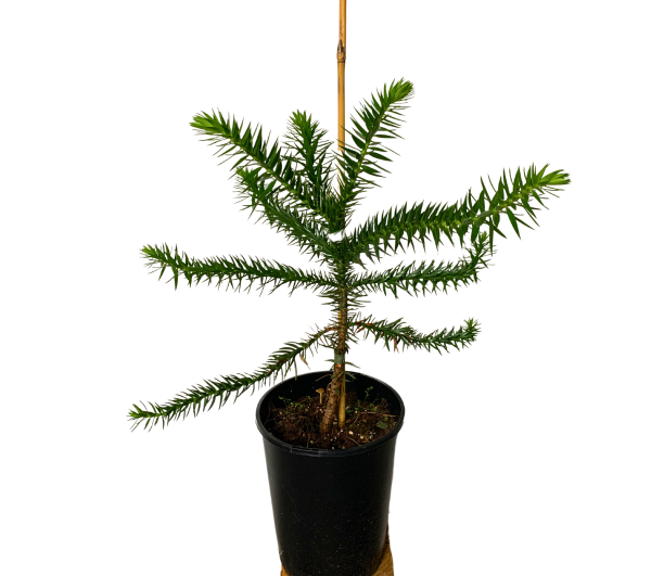 Affenschwanzbaum