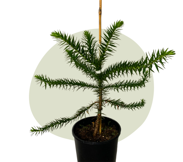 Affenschwanzbaum